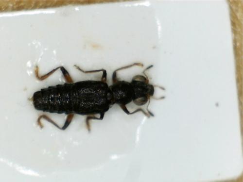 Réf. 201 305 : Stenus picipennis